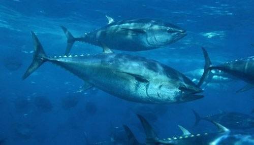 El polietileno en piscifactorias El Polietileno En Piscifactorias